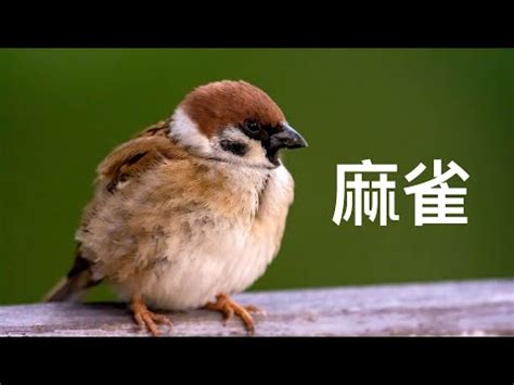 麻雀 風水|為何自來雀遠離？風水師教改運